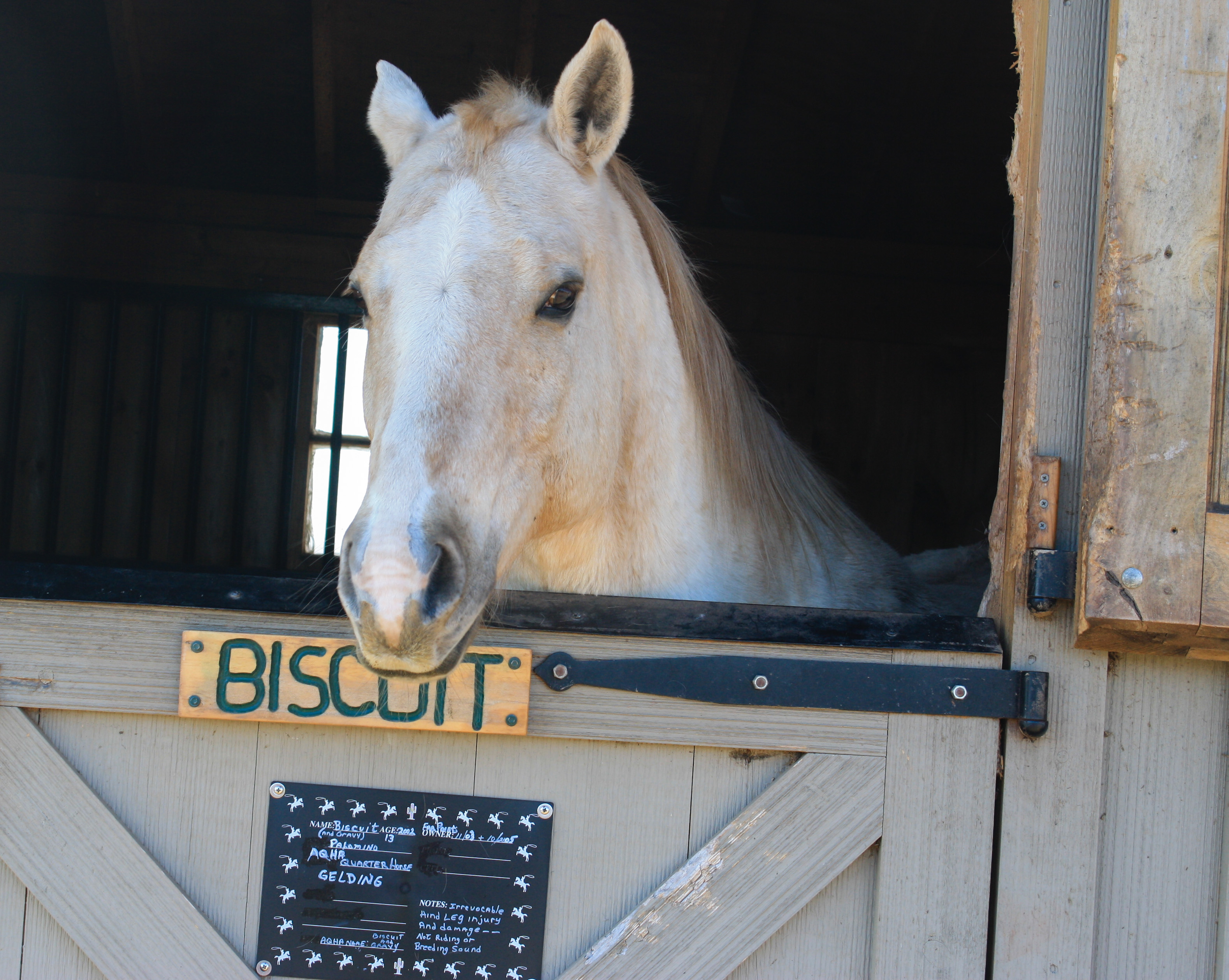 Equine Rescue – A Life Full of Laughter