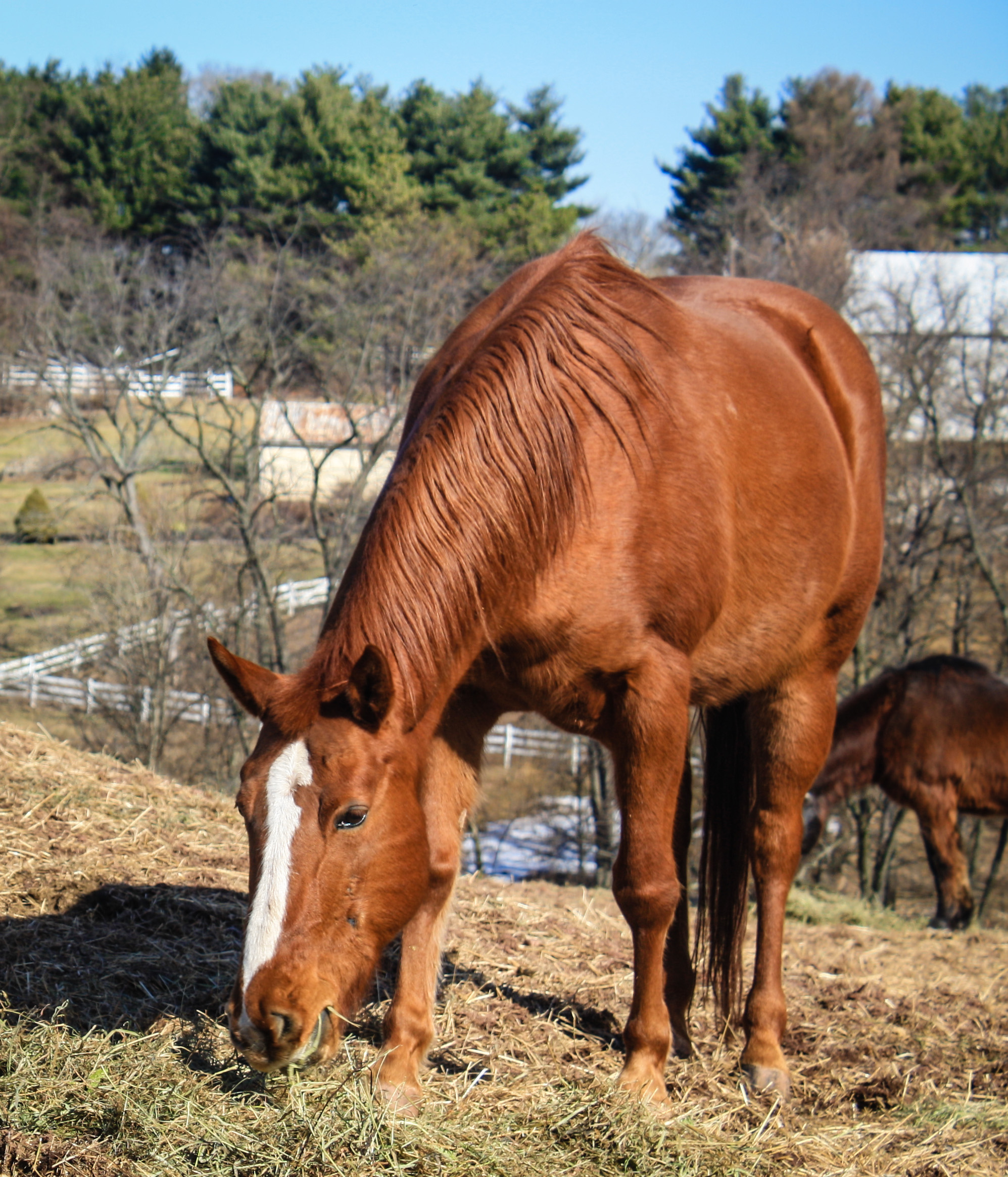 Equine Rescue – A Life Full of Laughter