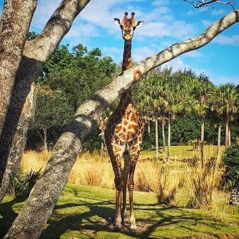 animal_kingdom_safari